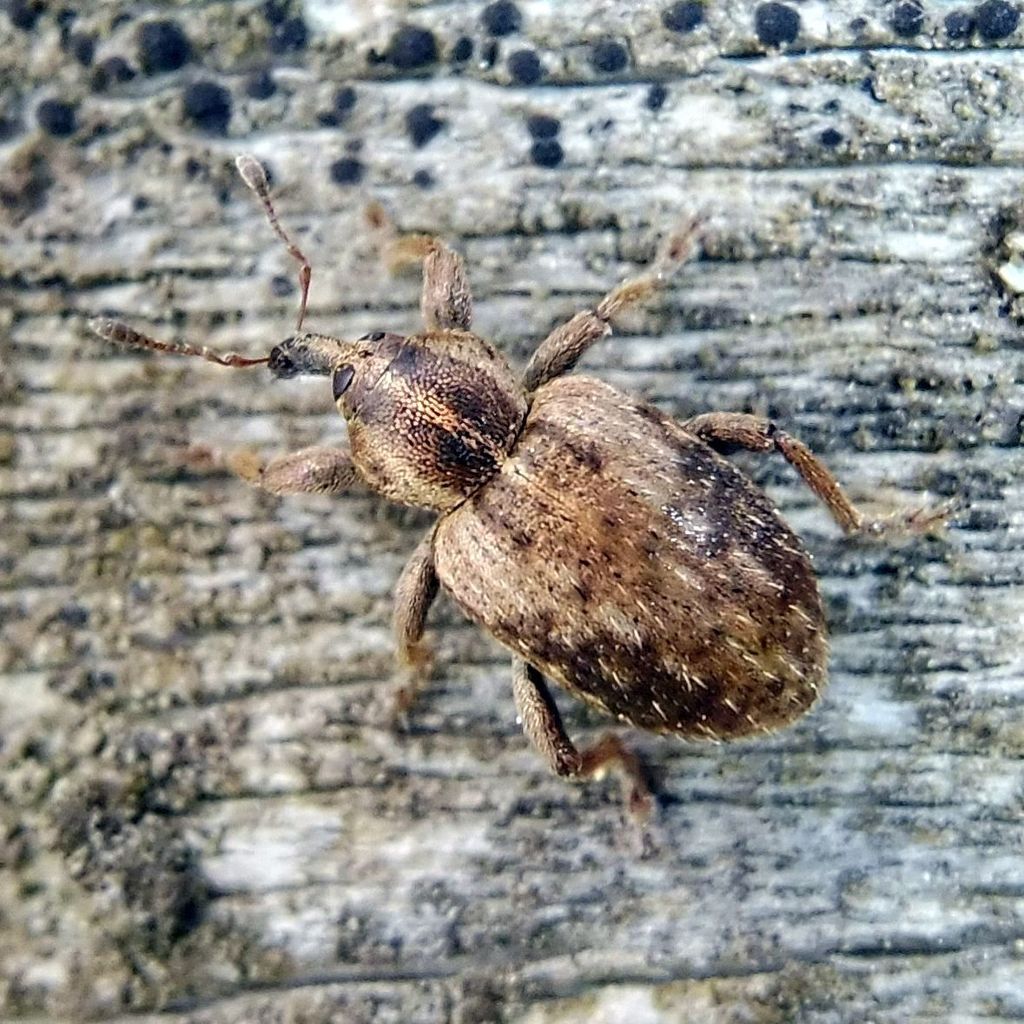 Hypera plantaginis