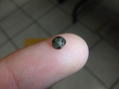 Cantharidella picturata