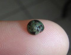 Cantharidella picturata