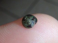 Cantharidella picturata