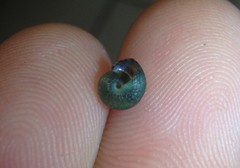 Cantharidella picturata