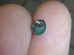 Cantharidella picturata