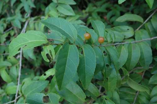 Image of Climbing Raisin (Grewia afra) by no rights reserved