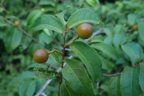 Image of Climbing Raisin (Grewia afra) by no rights reserved