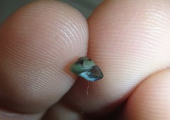 Cantharidella picturata