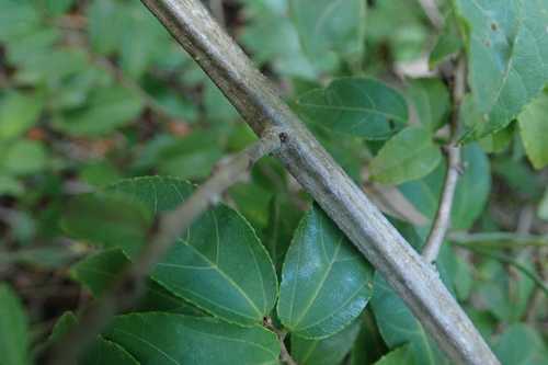 Image of Climbing Raisin (Grewia afra) by no rights reserved