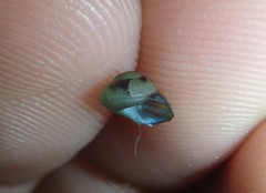 Cantharidella picturata