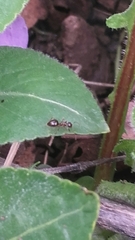 Prenolepis nitens