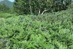 Pteridium latiusculum japonicum