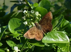 Eagris nottoana knysna