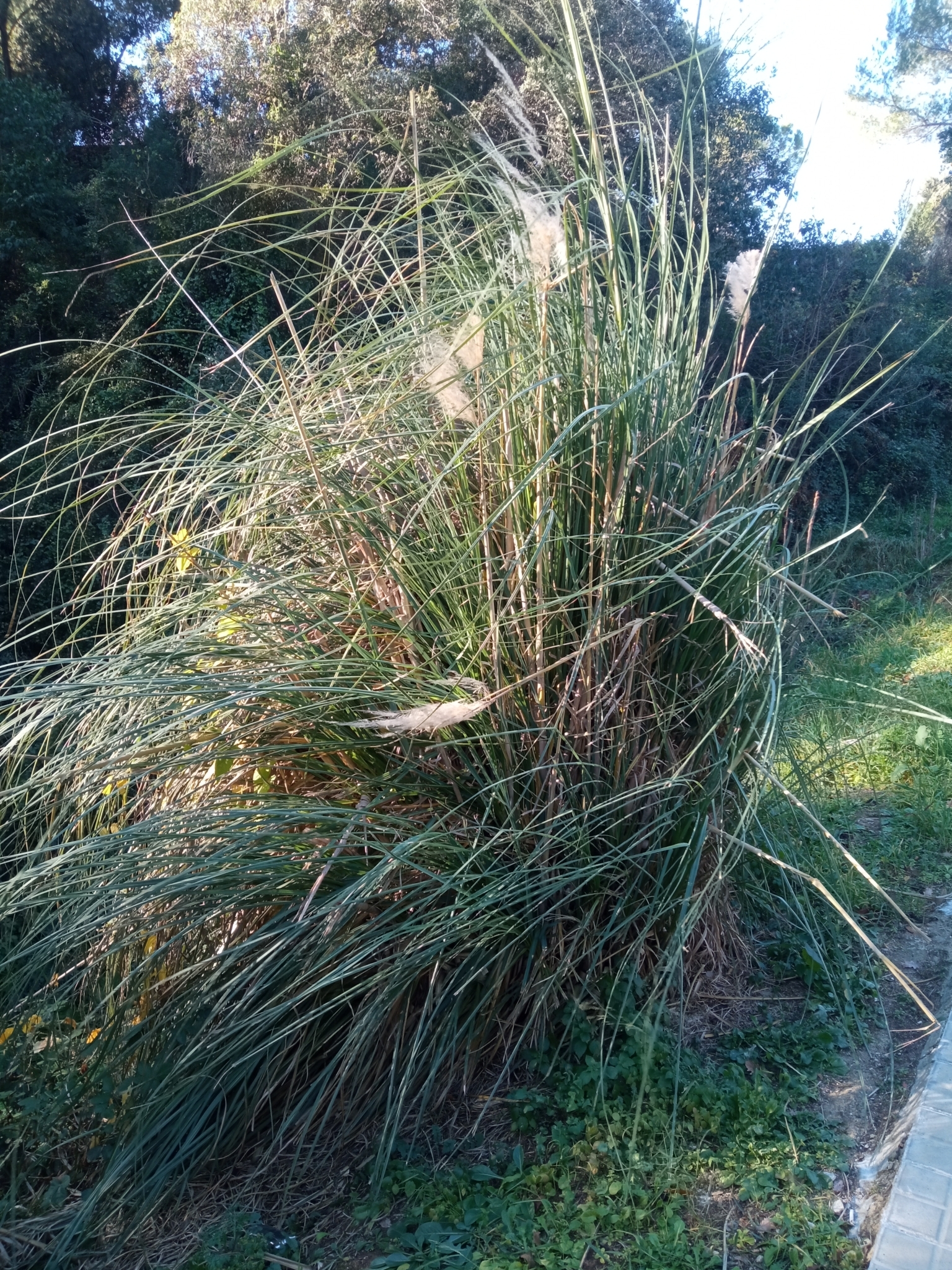 Imagem de Capim-dos-pampas