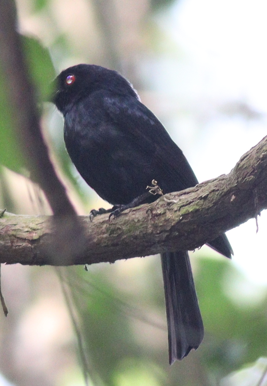 Sharpe's Drongo (Dicrurus sharpei), photo 2