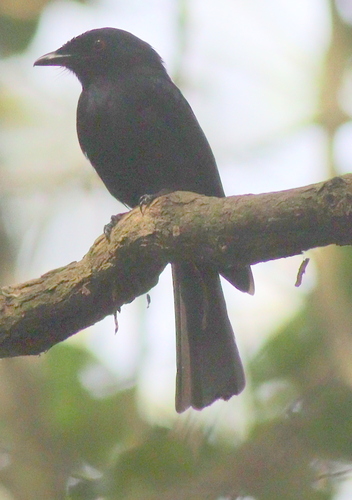 Sharpe's Drongo (Dicrurus sharpei), photo 3