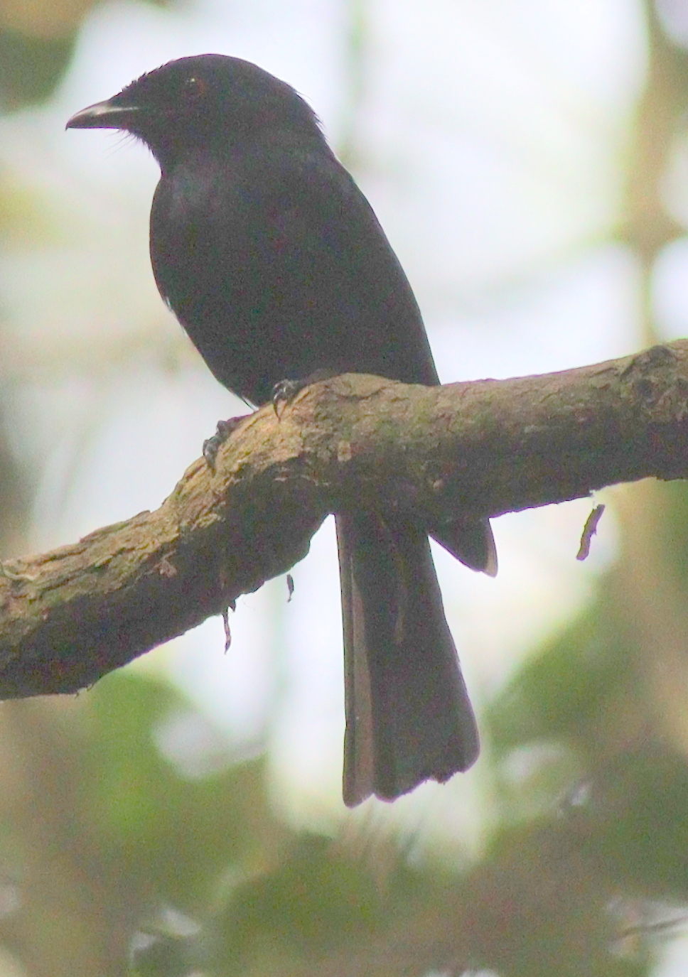 Sharpe's Drongo (Dicrurus sharpei), photo 3