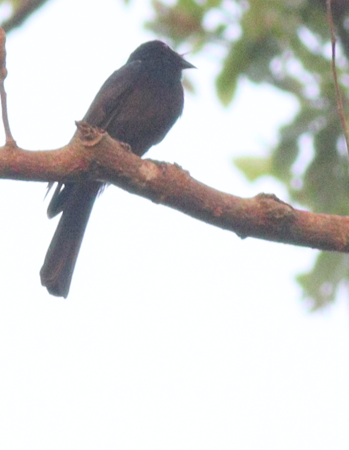 Sharpe's Drongo (Dicrurus sharpei), photo 5
