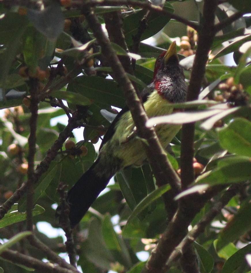 Western Yellow-billed Barbet (Trachylaemus goffinii), photo 2