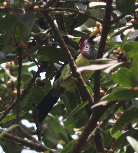 Western Yellow-billed Barbet (Trachylaemus goffinii), photo 6