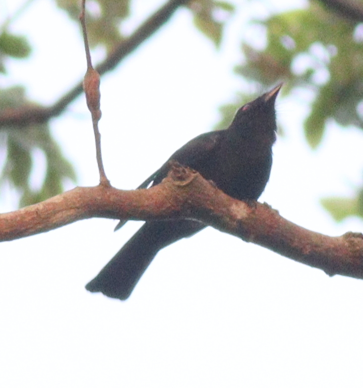 Sharpe's Drongo (Dicrurus sharpei), photo 4