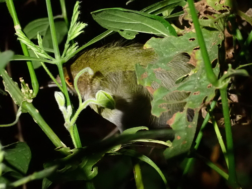 Olive-green Camaroptera (Camaroptera chloronota), photo 4