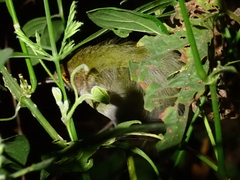 Olive-Green Camaroptera photo 2