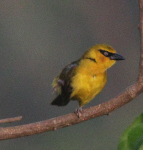 Olive-naped Weaver (Ploceus brachypterus), photo 10