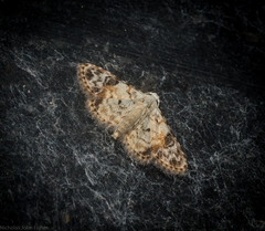 Araeopteron epiphracta