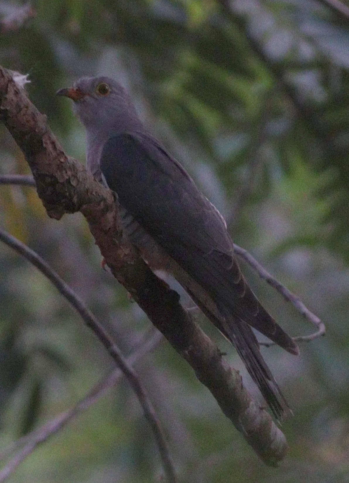 African Cuckoo (Cuculus gularis)