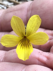 Viola sheltonii