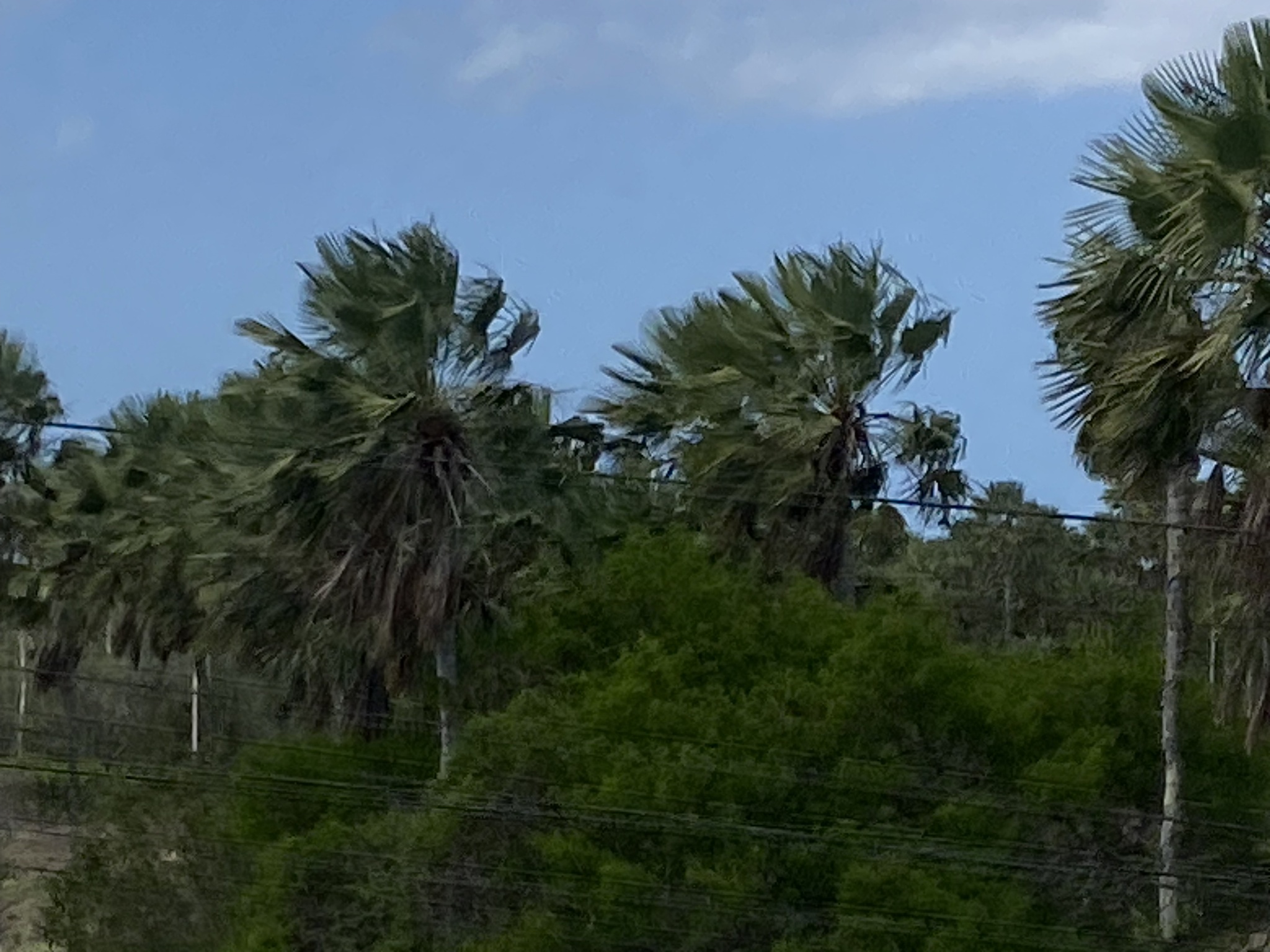 Copernicia prunifera