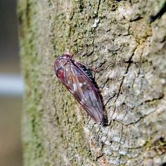 Metidiocerus rutilans