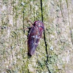 Metidiocerus rutilans