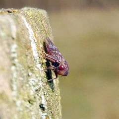 Metidiocerus rutilans