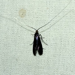 Adela caeruleella