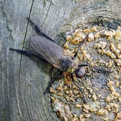 Rhamphomyia subcinerascens