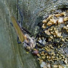 Rhamphomyia subcinerascens