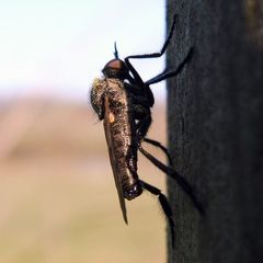 Rhamphomyia subcinerascens