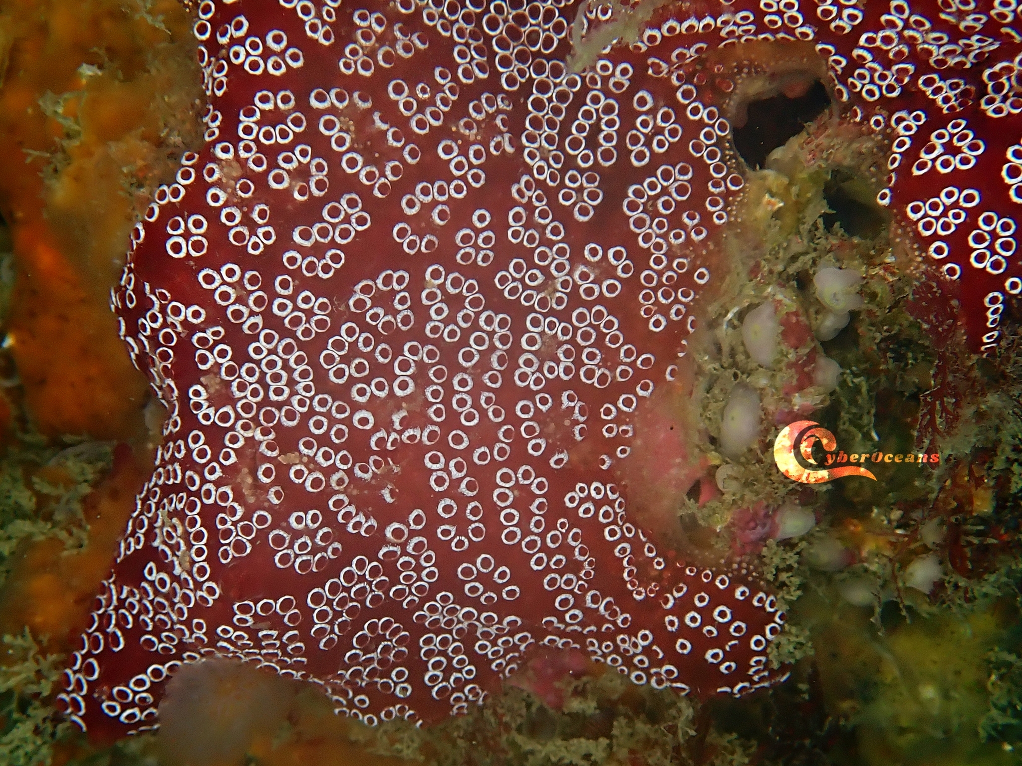 Distaplia bermudensis Van Name, 1902