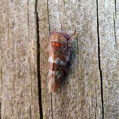 Metidiocerus rutilans