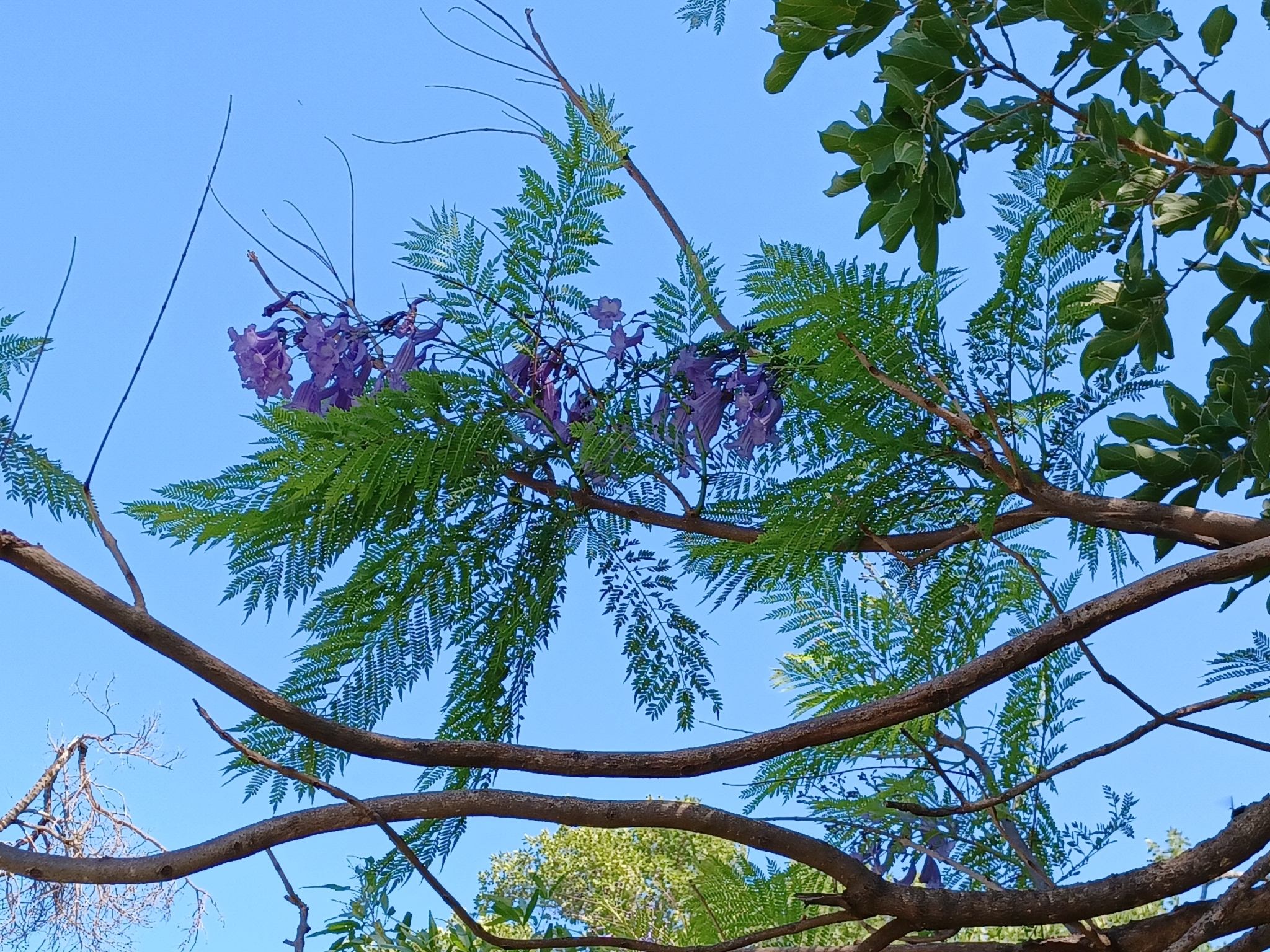Imagem de Jacarandá