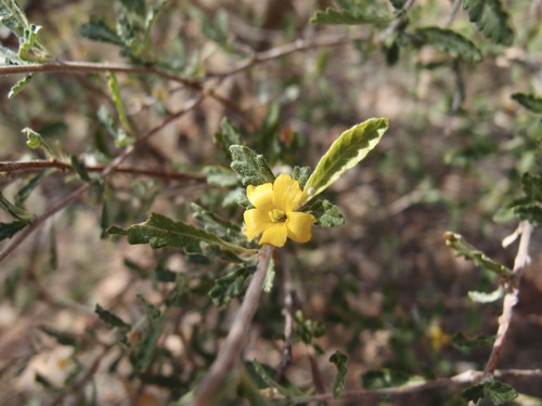 Image of Turnera diffusa by (c) Sue Carnahan, some rights reserved (CC BY)