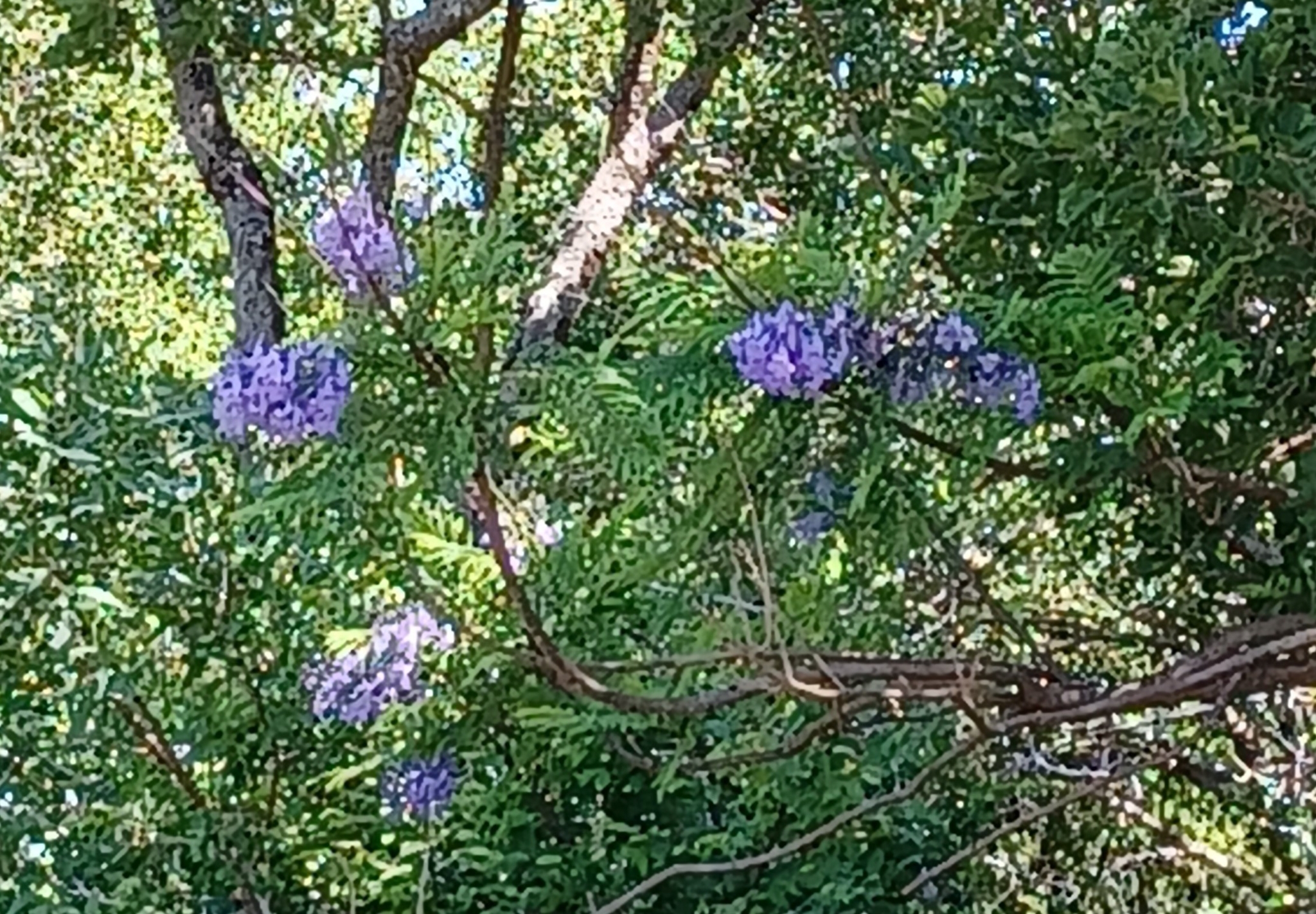 Imagem de Jacarandá