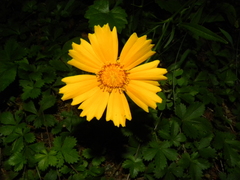 Coreopsis grandiflora