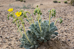 Arctomecon californica