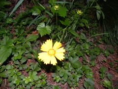 Coreopsis grandiflora