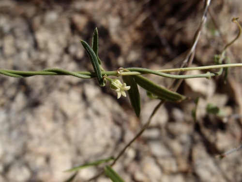Arizona swallow-wort (Metastelma arizonicum)