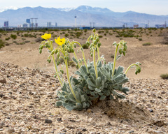 Arctomecon californica