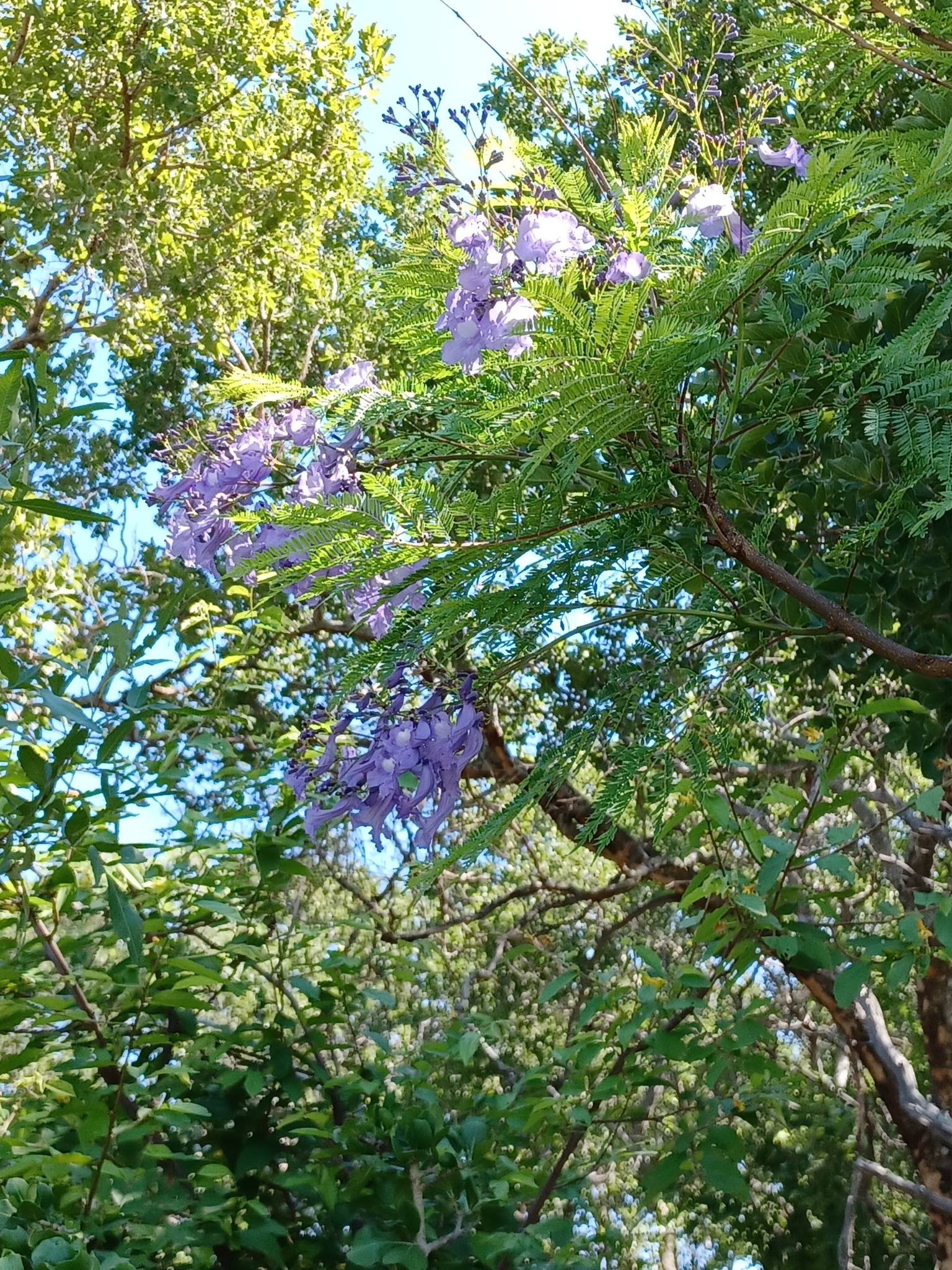 Imagem de Jacarandá