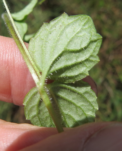 Image of Dwarf Koenana (Diclis reptans) by no rights reserved