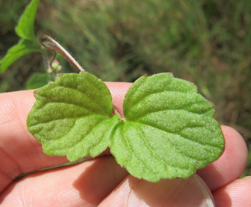 Image of Diclis reptans by no rights reserved