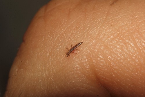 Chicken Wing Louse